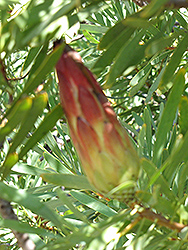 Common Sugarbush (Protea repens) at A Very Successful Garden Center