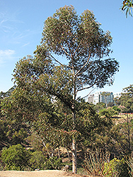 Narrow-Leaved Peppermint (Eucalyptus radiata) at Lakeshore Garden Centres
