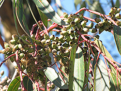 Narrow-Leaved Peppermint (Eucalyptus radiata) at A Very Successful Garden Center