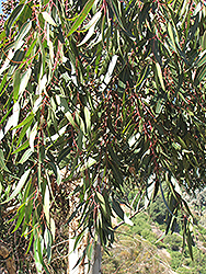 Narrow-Leaved Peppermint (Eucalyptus radiata) at A Very Successful Garden Center