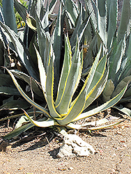Variegated Century Plant (Agave americana 'Marginata') at A Very Successful Garden Center