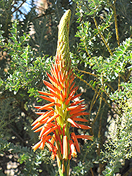 Variegated Candelabra Aloe (Aloe arborescens 'Variegata') at Lakeshore Garden Centres