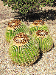 Golden Barrel Cactus (Echinocactus grusonii) at Stonegate Gardens