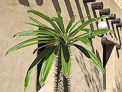 Madagascar Palm (Pachypodium lamerei) at A Very Successful Garden Center