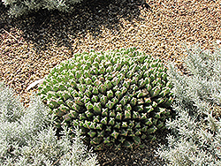 Moroccan Mound (Euphorbia resinifera) at A Very Successful Garden Center