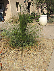 Mexican Grass Tree (Dasylirion longissimum) at A Very Successful Garden Center