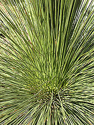 Mexican Grass Tree (Dasylirion longissimum) at A Very Successful Garden Center