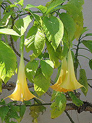 Yellow Angel's Trumpet (Brugmansia suaveolens 'Yellow') at A Very Successful Garden Center