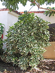 Bird Catcher Tree (Pisonia umbellifera 'Variegata') at A Very Successful Garden Center