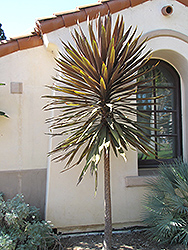Purpurea Grass Palm (tree form) (Cordyline australis 'Purpurea (tree form)') at A Very Successful Garden Center