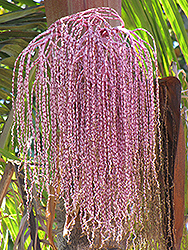 Bangalow Palm (Archontophoenix cunninghamiana) at A Very Successful Garden Center