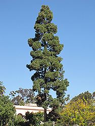 Canary Island Pine (Pinus canariensis) at A Very Successful Garden Center