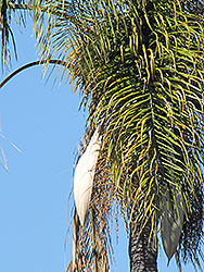 Queen Palm (Syagrus romanzoffiana) at A Very Successful Garden Center