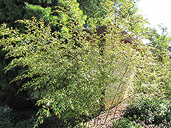 Dwarf Weaver's Bamboo (Bambusa textilis 'Dwarf') at A Very Successful Garden Center