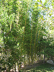 Yin Yang Bamboo (Bambusa emeiensis 'Viridiflavus') at A Very Successful Garden Center