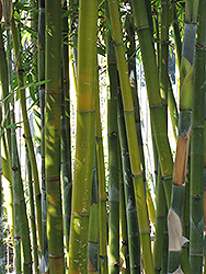 Yin Yang Bamboo (Bambusa emeiensis 'Viridiflavus') at A Very Successful Garden Center