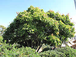 Golden Rain Tree (Koelreuteria elegans) at Stonegate Gardens