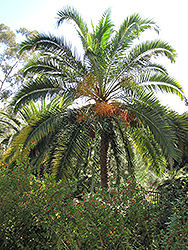 Senegal Date Palm (Phoenix reclinata) at Lakeshore Garden Centres