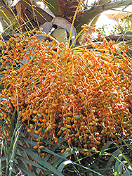 Senegal Date Palm (Phoenix reclinata (clump)) at A Very Successful Garden Center
