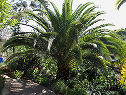 Robust Sylvester Date Palm (Phoenix sylvestris 'Robusta') at A Very Successful Garden Center