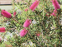 Hot Pink Bottlebrush (Callistemon 'KKHO1') at Lakeshore Garden Centres