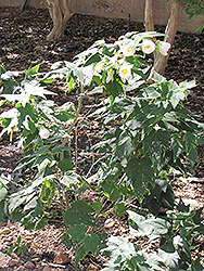 White Flowering Maple (Abutilon x hybridum 'Albus') at Stonegate Gardens