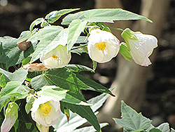 White Flowering Maple (Abutilon x hybridum 'Albus') at A Very Successful Garden Center
