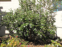 Setsugekka Camellia (Camellia sasanqua 'Setsugekka') at Lakeshore Garden Centres