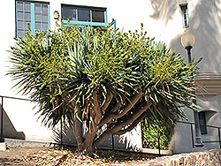 Dragon Tree (shrub form) (Dracaena draco (shrub form)) at Stonegate Gardens
