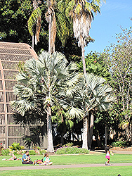 Bismarck Palm (tree form) (Bismarckia nobilis (tree form)) at A Very Successful Garden Center