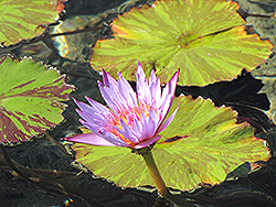 Egyptian Blue Water Lily (Nymphaea caerulea) at A Very Successful Garden Center