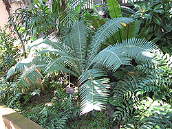 Giant Dioon (Dioon spinulosum) at Stonegate Gardens