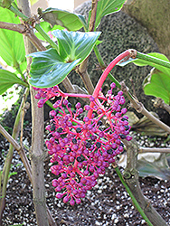 Malaysian Grapes (Medinilla myriantha) at A Very Successful Garden Center