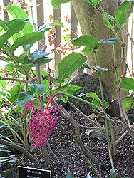 Malaysian Grapes (Medinilla myriantha) at A Very Successful Garden Center