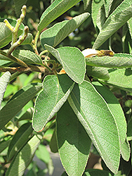 Texas Wild Olive (Cordia boissieri) at Lakeshore Garden Centres