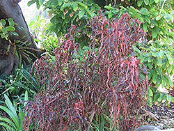 Raggedy Ann Copper Plant (Acalypha wilkesiana 'Raggedy Ann') at Stonegate Gardens