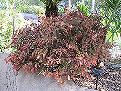 Inferno Copper Plant (Acalypha wilkesiana 'Inferno') at Stonegate Gardens