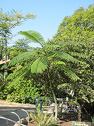 Brazilian Fern Tree (Schizolobium parahybum) at Stonegate Gardens