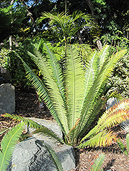 Merole's Dioon (Dioon merolae) at A Very Successful Garden Center