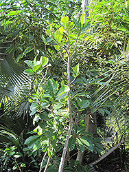 Jackfruit (Artocarpus heterophyllus) at A Very Successful Garden Center