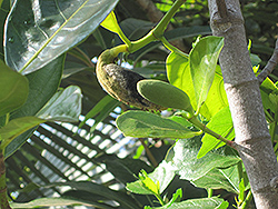Jackfruit (Artocarpus heterophyllus) at Lakeshore Garden Centres
