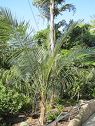 Bolivian Mountain Coconut (Parajubaea torallyi) at Stonegate Gardens