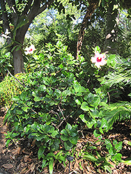 Rainbow Christie Hibiscus (Hibiscus rosa-sinensis 'Rainbow Christie') at A Very Successful Garden Center