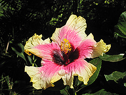 Rainbow Christie Hibiscus (Hibiscus rosa-sinensis 'Rainbow Christie') at A Very Successful Garden Center