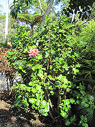 Fantasy Charm Hibiscus (Hibiscus rosa-sinensis 'Fantasy Charm') at Lakeshore Garden Centres
