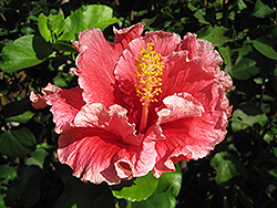 Fantasy Charm Hibiscus (Hibiscus rosa-sinensis 'Fantasy Charm') at A Very Successful Garden Center