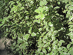 Variegated Kohuhu (Pittosporum tenuifolium 'Variegatum') at Stonegate Gardens
