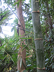 Beechey Bamboo (Bambusa beecheyana) at A Very Successful Garden Center