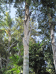 Giant Mountain Fishtail Palm (Caryota maxima) at Stonegate Gardens