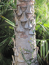 Ribbon Fan Palm (Livistona decora) at A Very Successful Garden Center